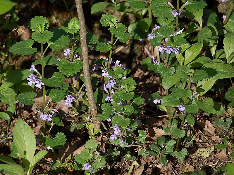 Изображение особи Glechoma hederacea.