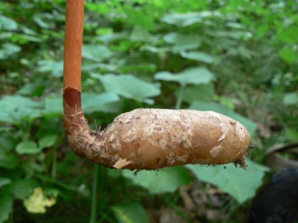 Изображение особи Gastrodia elata.