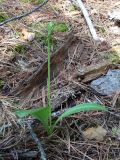 Platanthera bifolia. Растение с развивающимся цветоносным побегом. Свердловская обл., Североуральский городской округ, окр. пос. Сосьва, бывшая дер. Воскресенка, склон долины р. Сосьва, лиственнично-елово-сосновый лес. 13.06.2015.