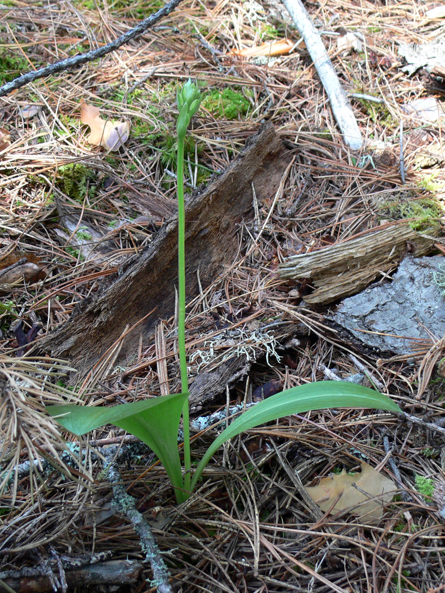 Image of Platanthera bifolia specimen.