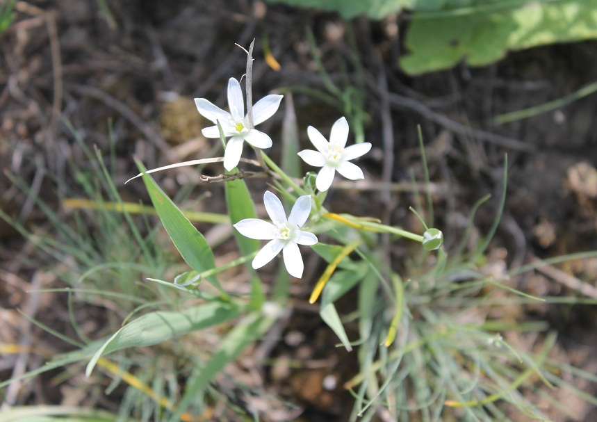 Image of Ornithogalum kochii specimen.