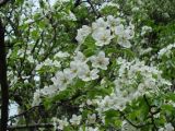 genus Pyrus