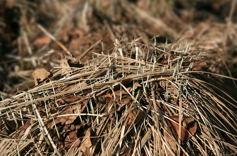 Изображение особи Carex cespitosa.