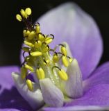 Aquilegia parviflora. Центральная часть цветка. Приморский край, Находкинский городской округ, окр. пос. Врангель, исток пади Лемберта (басс. р. Глинка), дубовый лес. 10.05.2015.