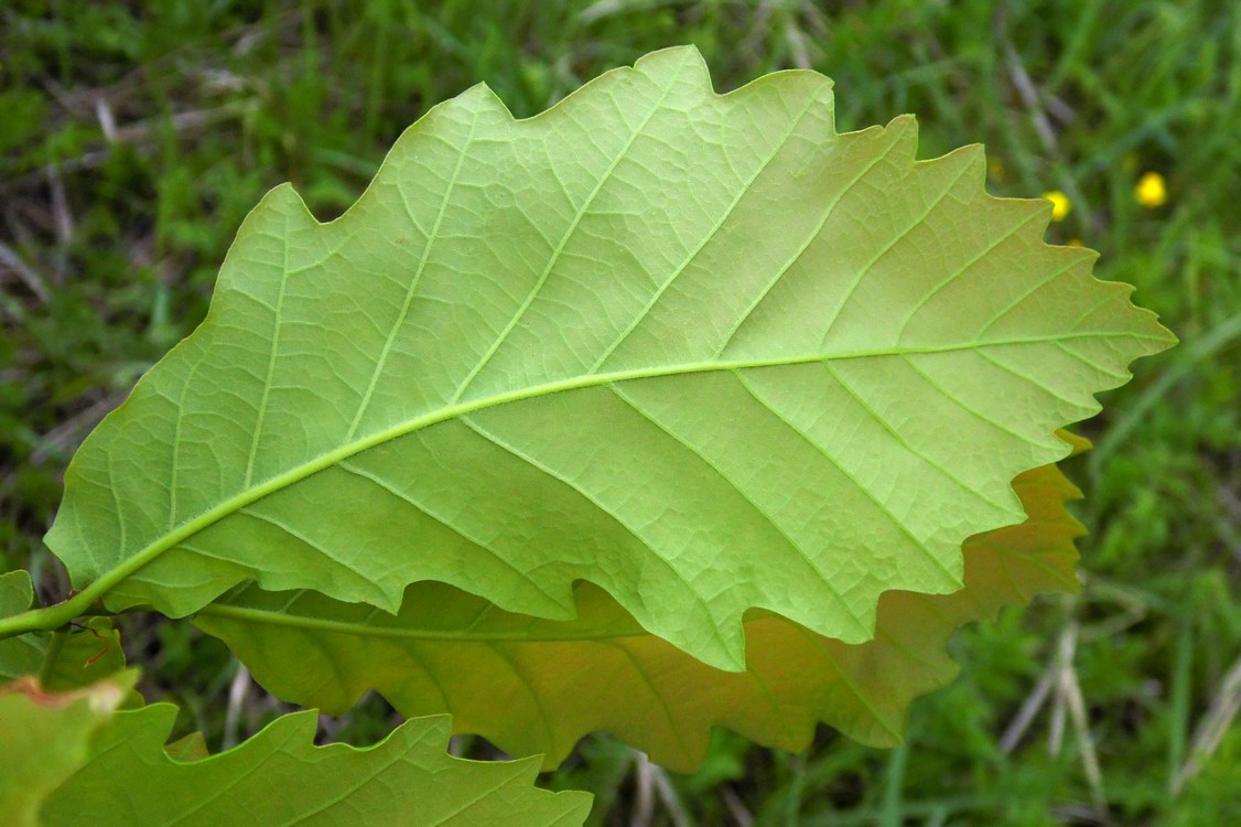 Image of Quercus iberica specimen.