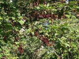 Padus virginiana. Ветви с плодами. Санкт-Петербург. 13.09.2009.