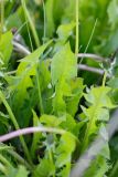 Taraxacum erythrospermum