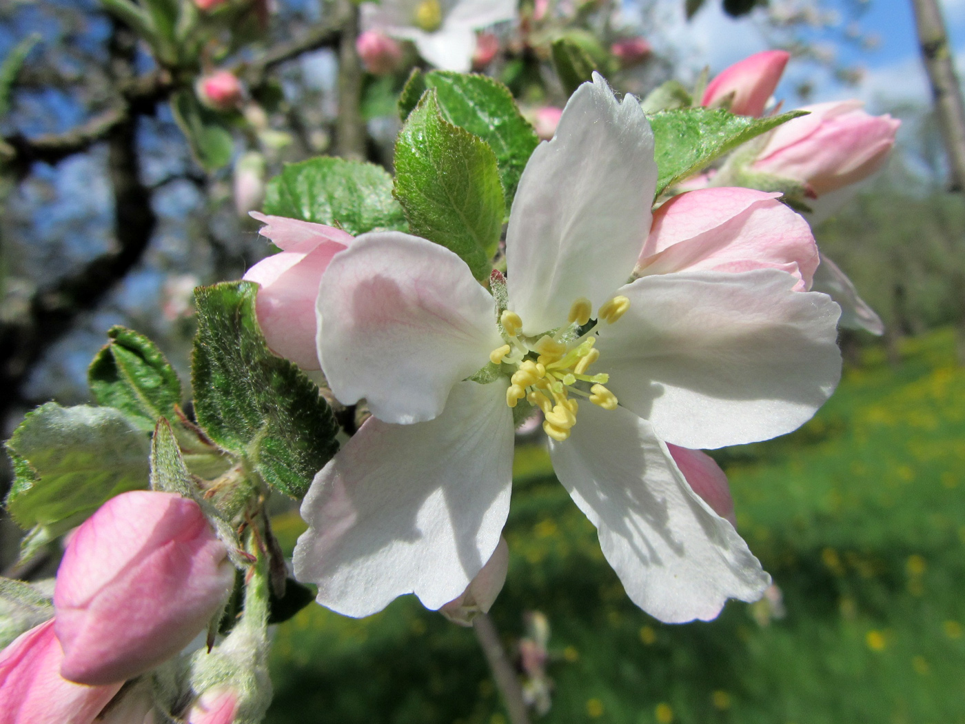 Изображение особи Malus domestica.