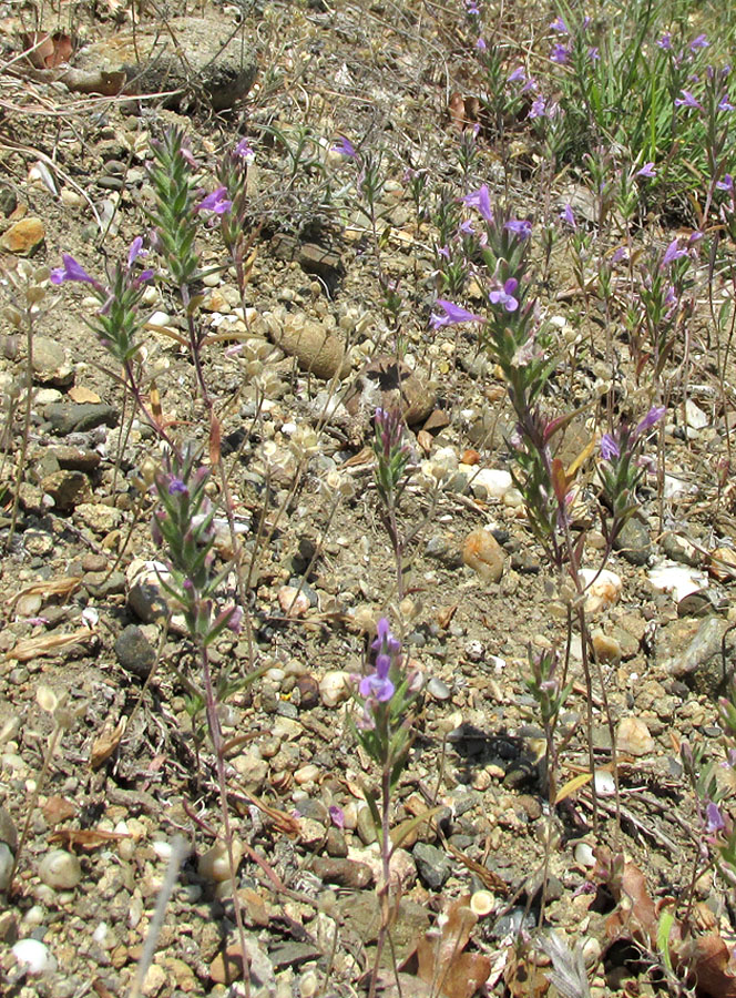 Image of Ziziphora taurica specimen.