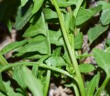 Sisymbrium irio