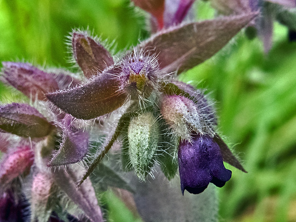 Image of Nonea rossica specimen.