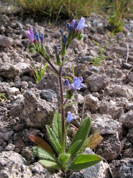 Image of Echium bonnetii specimen.
