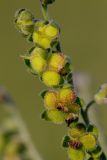 Cynoglossum officinale. Плоды. Татарстан, Нижнекамский р-н, окр. дер. Благодатная, лесостепной участок с чередованием степи и перелесков с преобладанием дуба, открытый участок. 13 июня 2016 г.