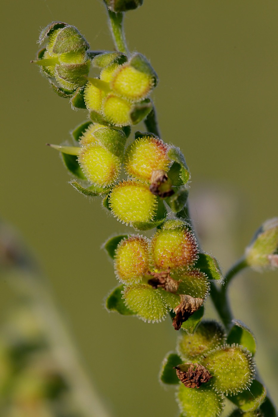 Image of Cynoglossum officinale specimen.