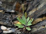 Plantago camtschatica. Цветущее и плодоносящее растение. Приморье, окр. г. Находка, бухта Тунгус, в расщелине скалы. 18.06.2016.