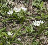 Ornithogalum balansae