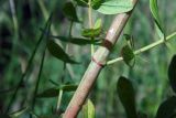 Image of taxon representative. Author is Евгений Пахомов