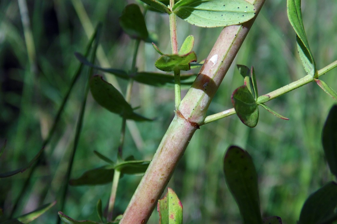 Изображение особи Hypericum perforatum.