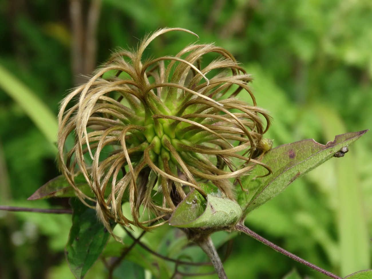 Изображение особи Clematis fusca.