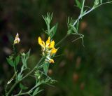 Lathyrus pratensis