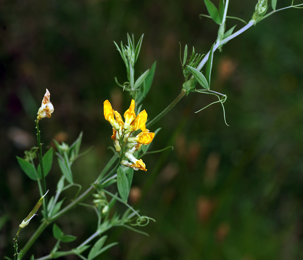 Image of Lathyrus pratensis specimen.