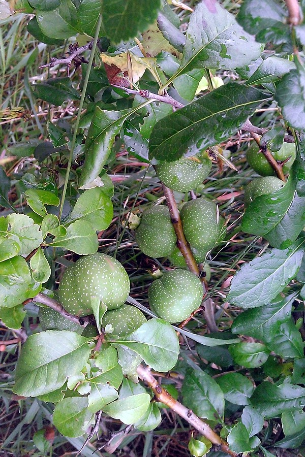 Изображение особи Chaenomeles japonica.