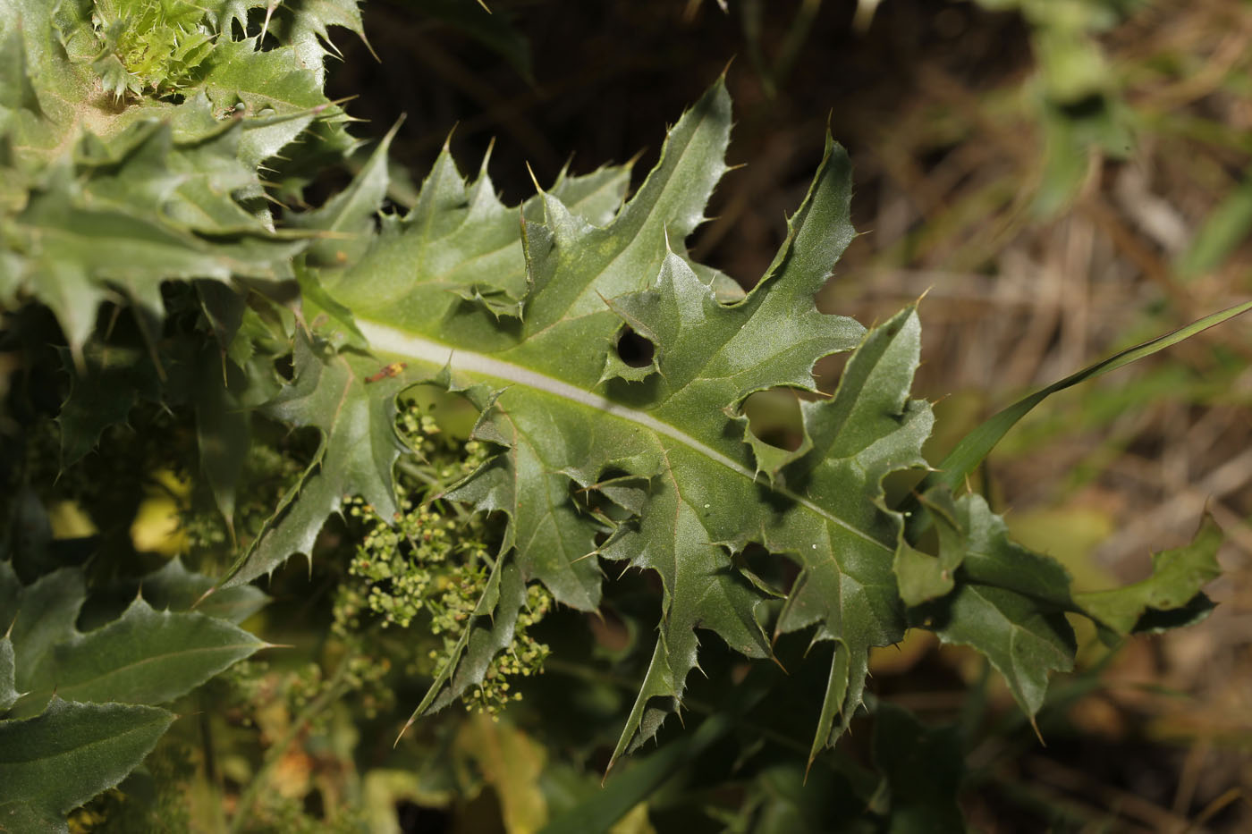 Image of Carduus thoermeri specimen.
