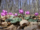 Cyclamen coum