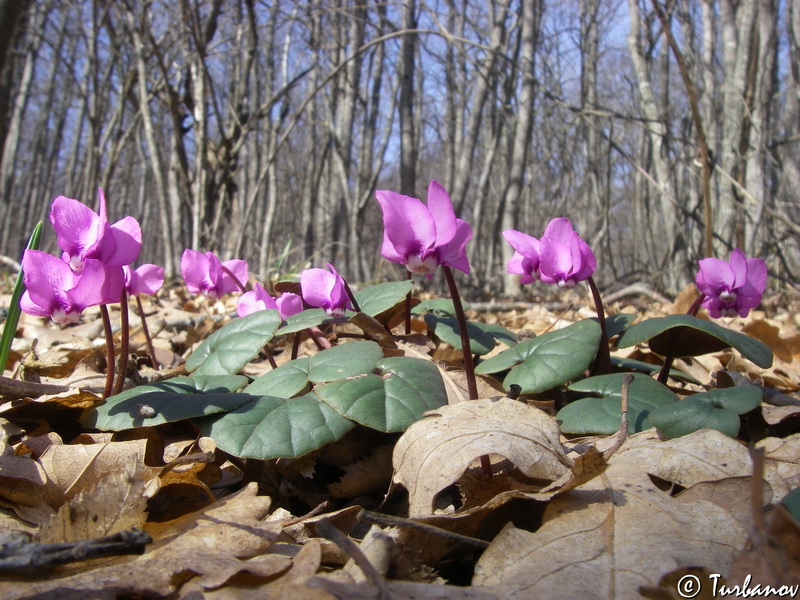 Изображение особи Cyclamen coum.