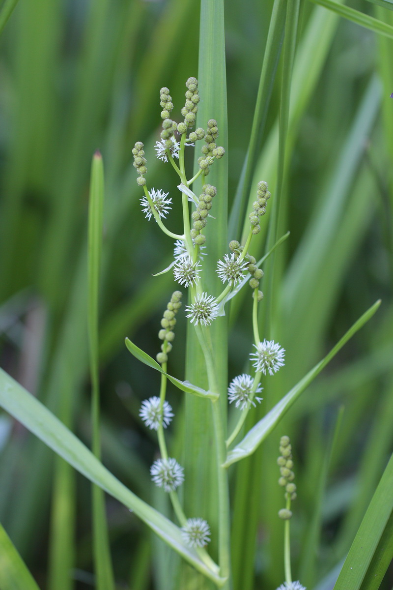 Изображение особи Sparganium erectum.