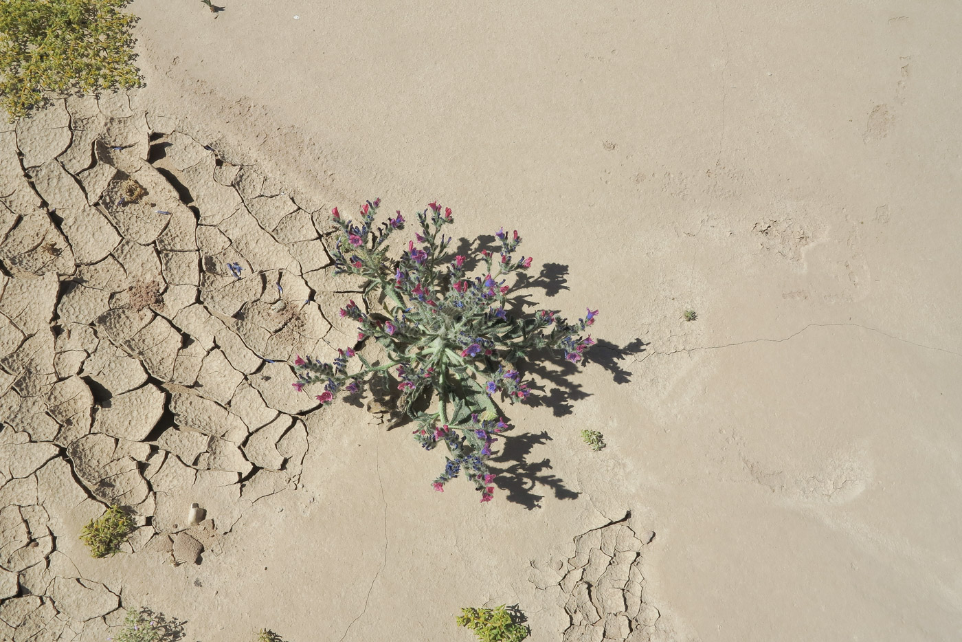 Image of Echium rauwolfii specimen.