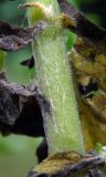 Pulicaria dysenterica