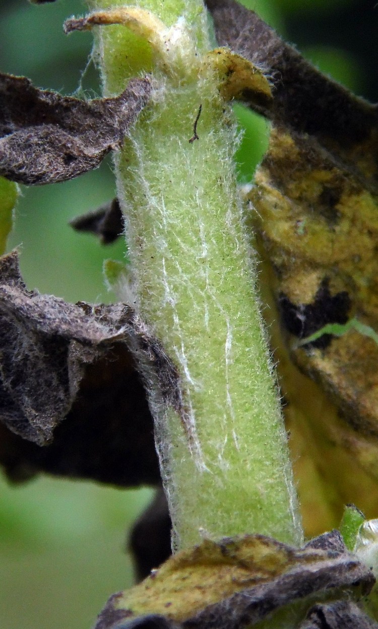 Image of Pulicaria dysenterica specimen.