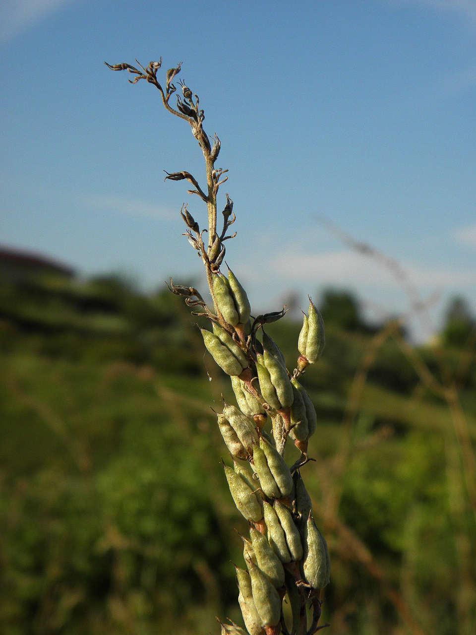 Image of Delphinium puniceum specimen.