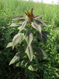 Amaranthus hypochondriacus