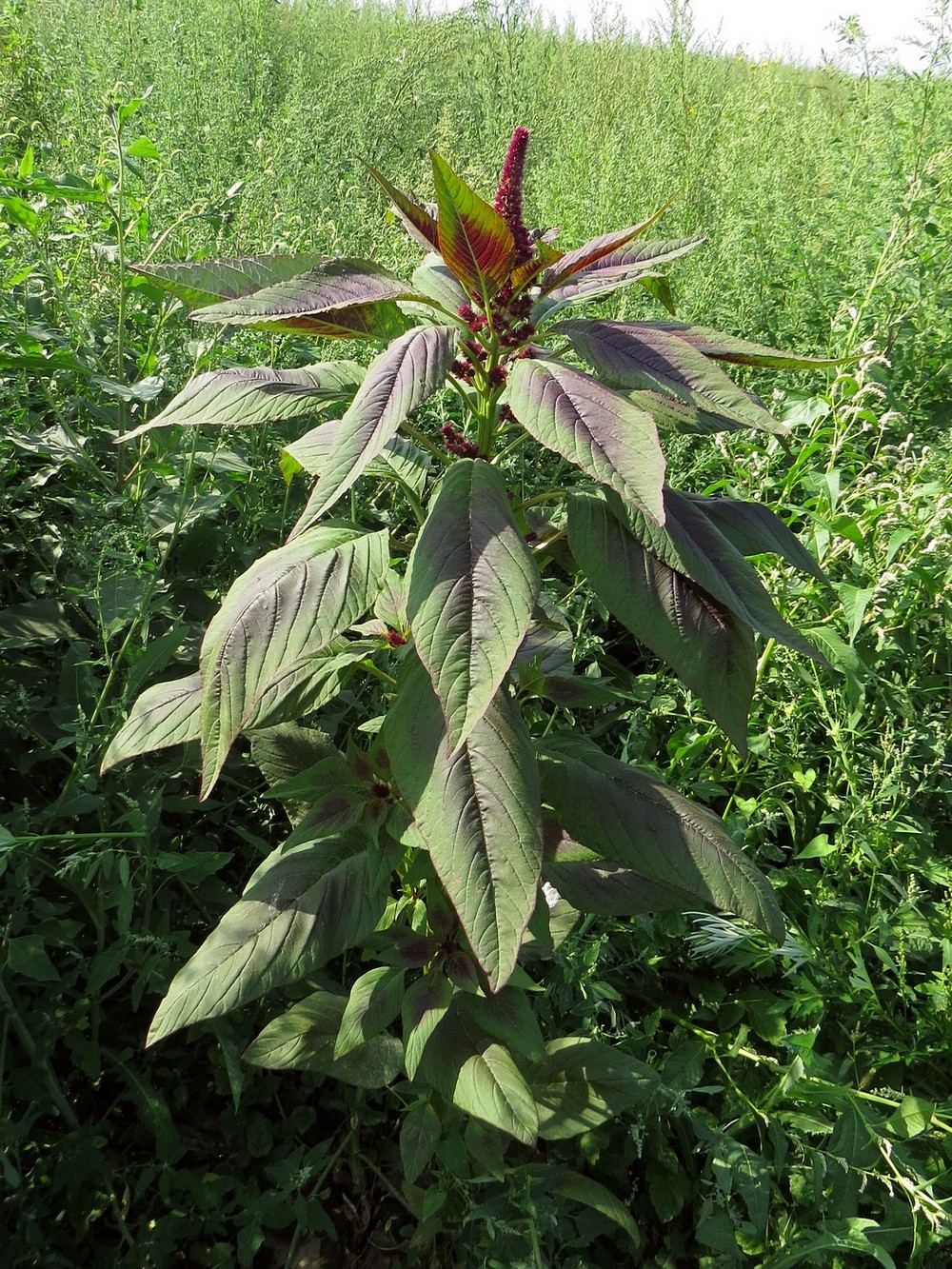 Image of Amaranthus hypochondriacus specimen.