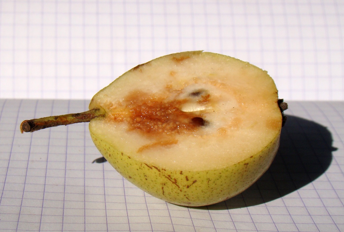 Изображение особи Pyrus caucasica.