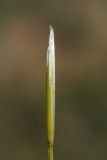 Image of taxon representative. Author is Владимир Эпиктетов