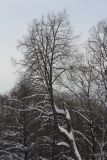 Tilia cordata. Старое дерево. Санкт-Петербург, Старый Петергоф, парк \"Сергиевка\". 13.02.2010.