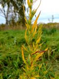 Artemisia dracunculus. Часть побега в осенней окраске. Московская обл., г. Электрогорск, залежь на южном берегу Стахановского озера. 02.10.2016.