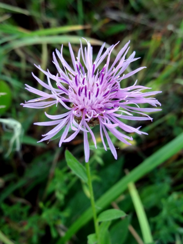 Image of Centaurea jacea specimen.