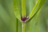 Coccyganthe flos-cuculi