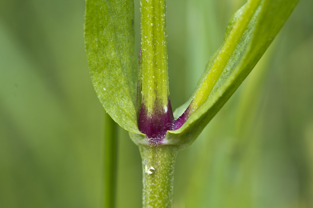 Изображение особи Coccyganthe flos-cuculi.