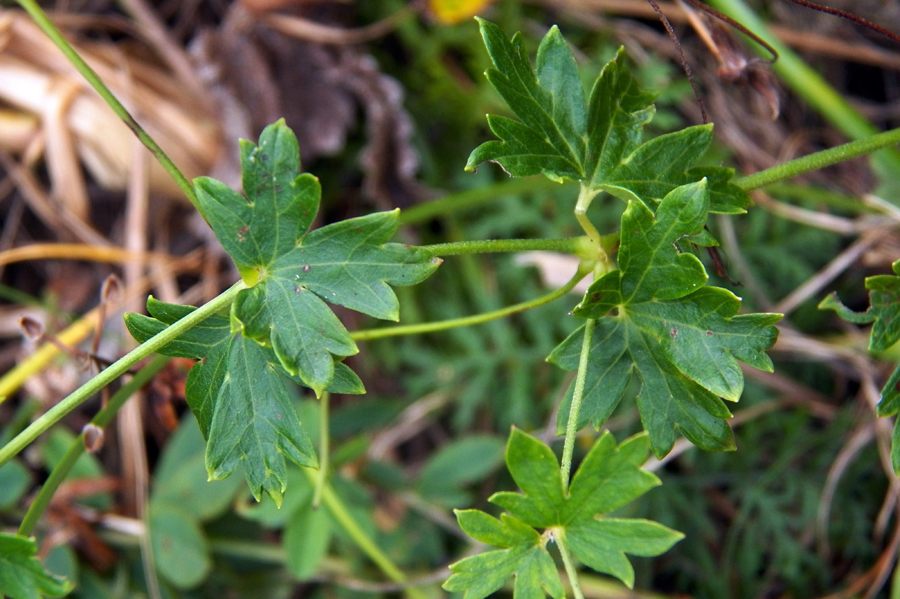 Image of Geranium wlassovianum specimen.