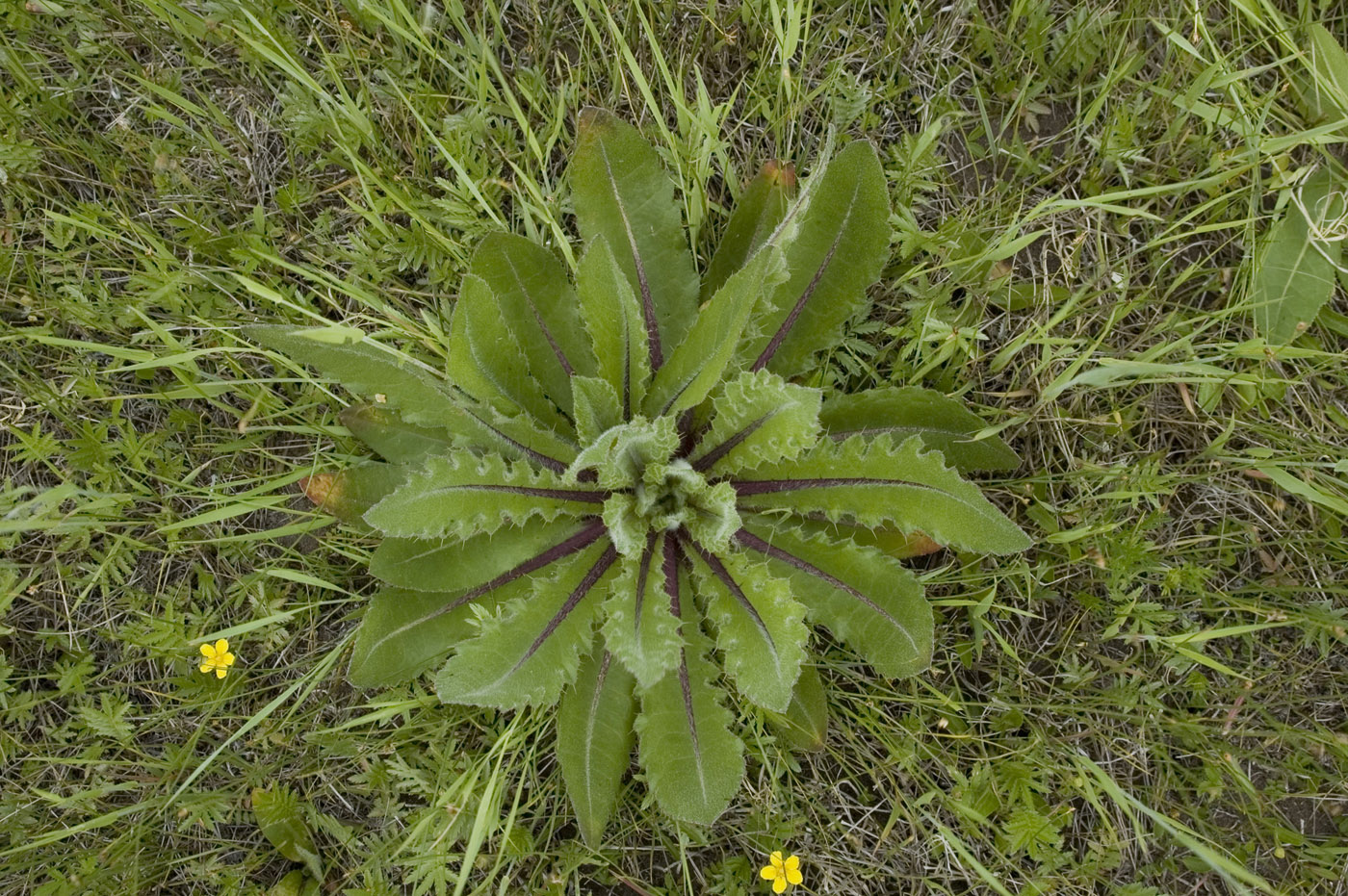 Изображение особи Cirsium esculentum.