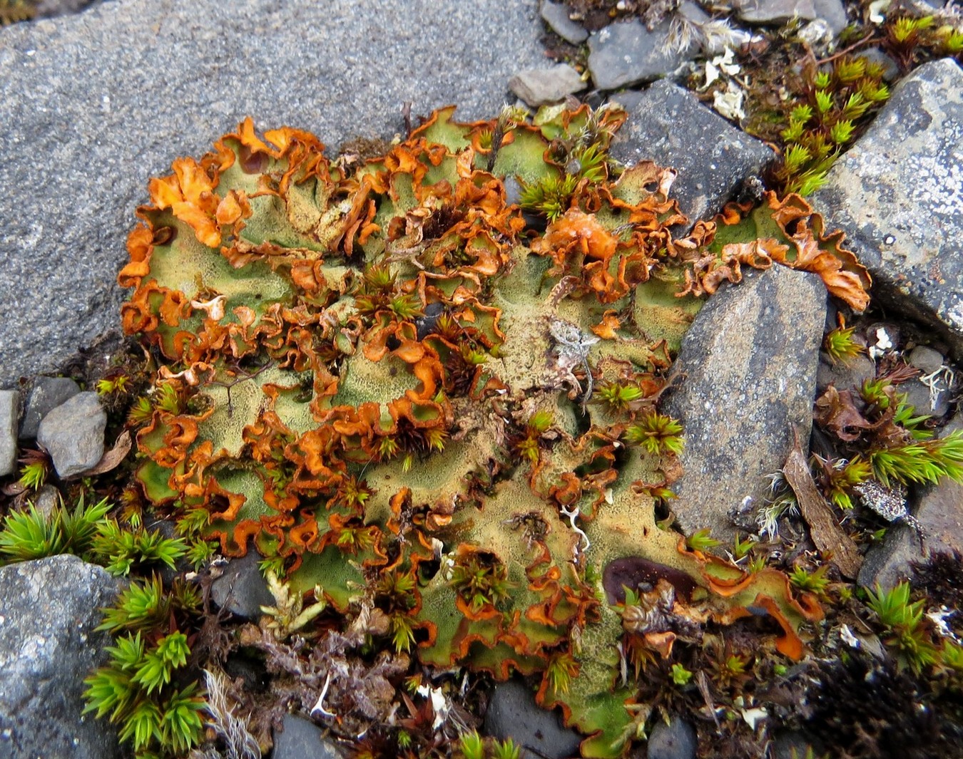 Image of Solorina crocea specimen.