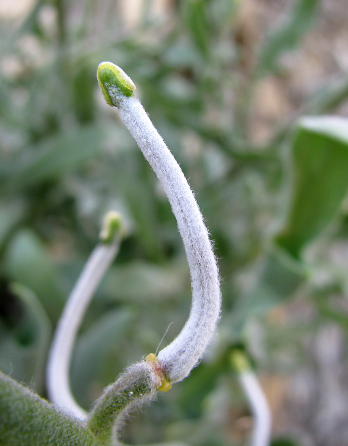Image of Matthiola odoratissima specimen.
