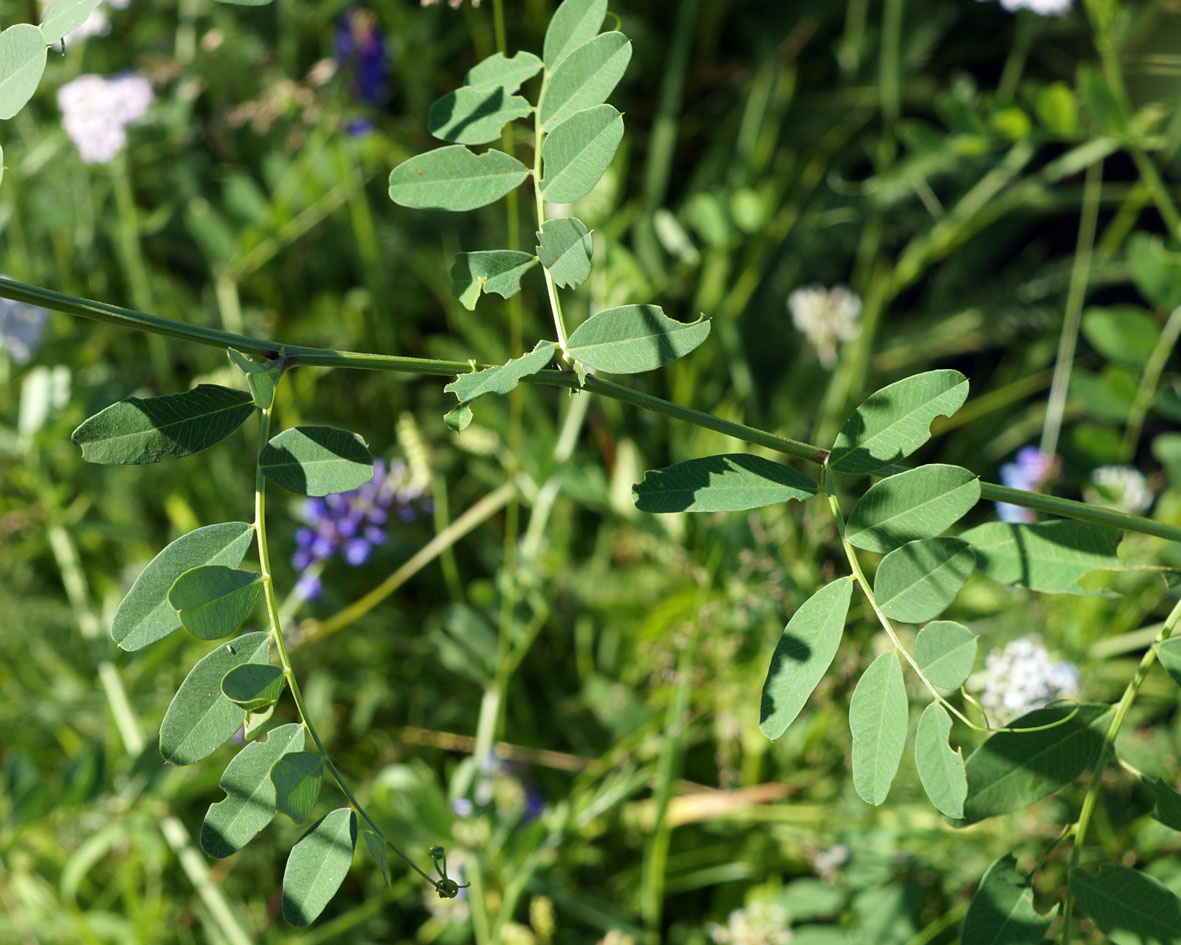 Image of Vicia amurensis specimen.