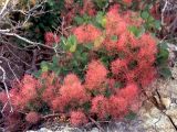 Cotinus coggygria