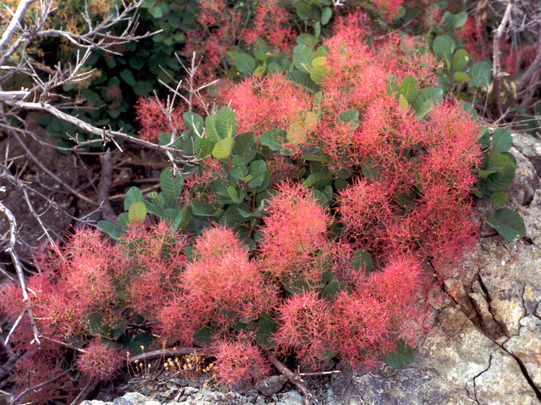 Изображение особи Cotinus coggygria.